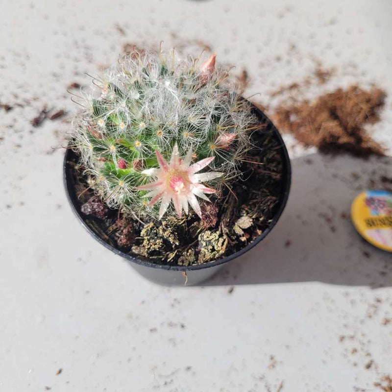 Mammillaria bocasana - Powder Puff Cactus