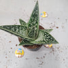Gasteria Green Ice