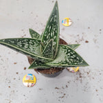 Gasteria Green Ice