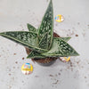 Gasteria Green Ice