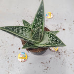 Gasteria Green Ice