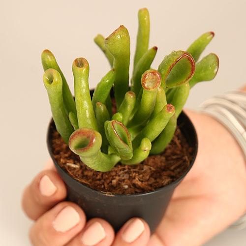 Crassula Ovata ‘ET's Fingers’