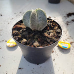 Astrophytum Myriostigma