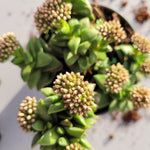 Crassula 'Springtime'
