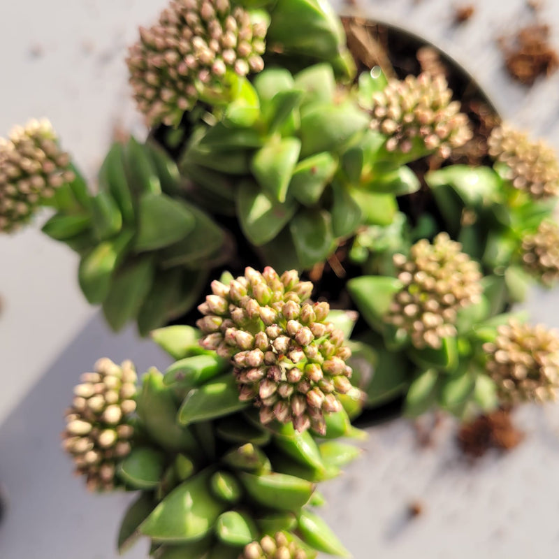 Crassula 'Springtime'