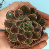 Echeveria Melaco Extraordinary Extraordinary 