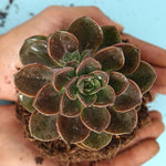 Echeveria Melaco Extraordinary Extraordinary 