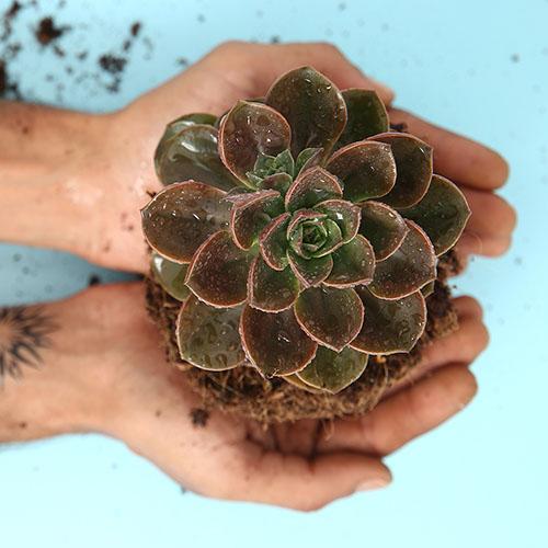 Echeveria Melaco