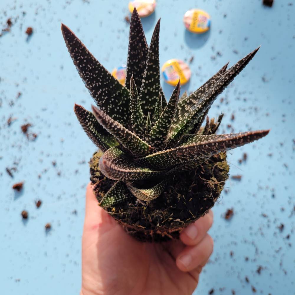 Gasteria Okavongo מעט אור יספיק להם מעט אור יספיק להם 