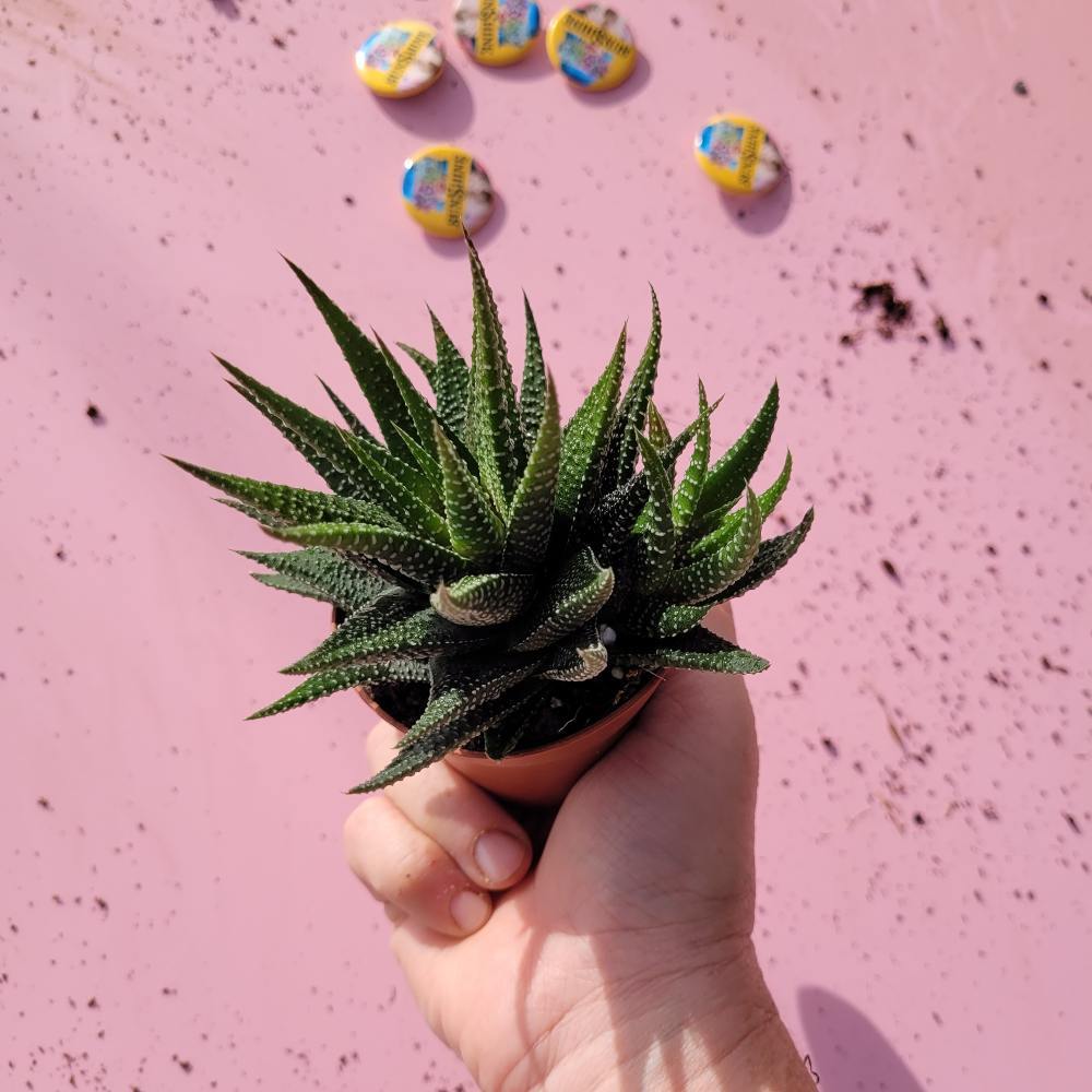 Haworthia Barcelona מעט אור יספיק להם מעט אור יספיק להם 