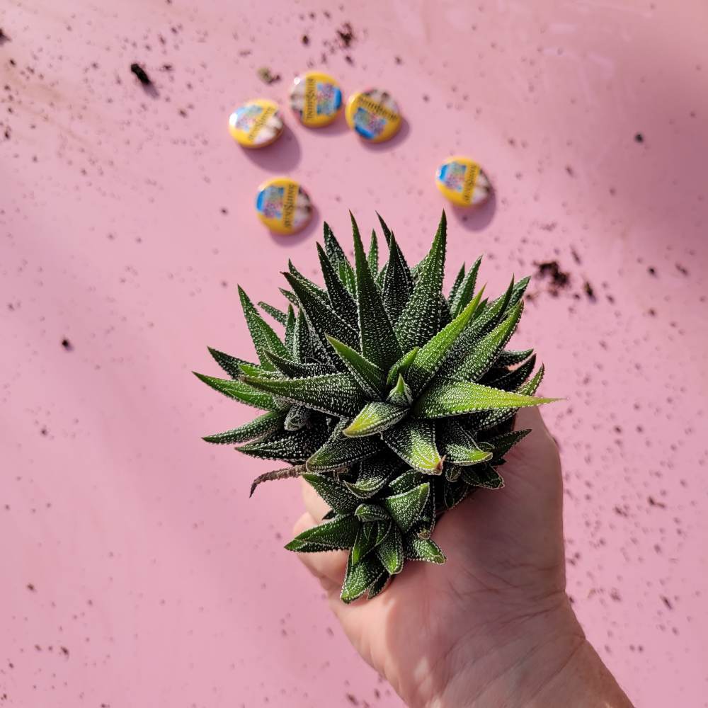 Haworthia Concolor מעט אור יספיק להם מעט אור יספיק להם 