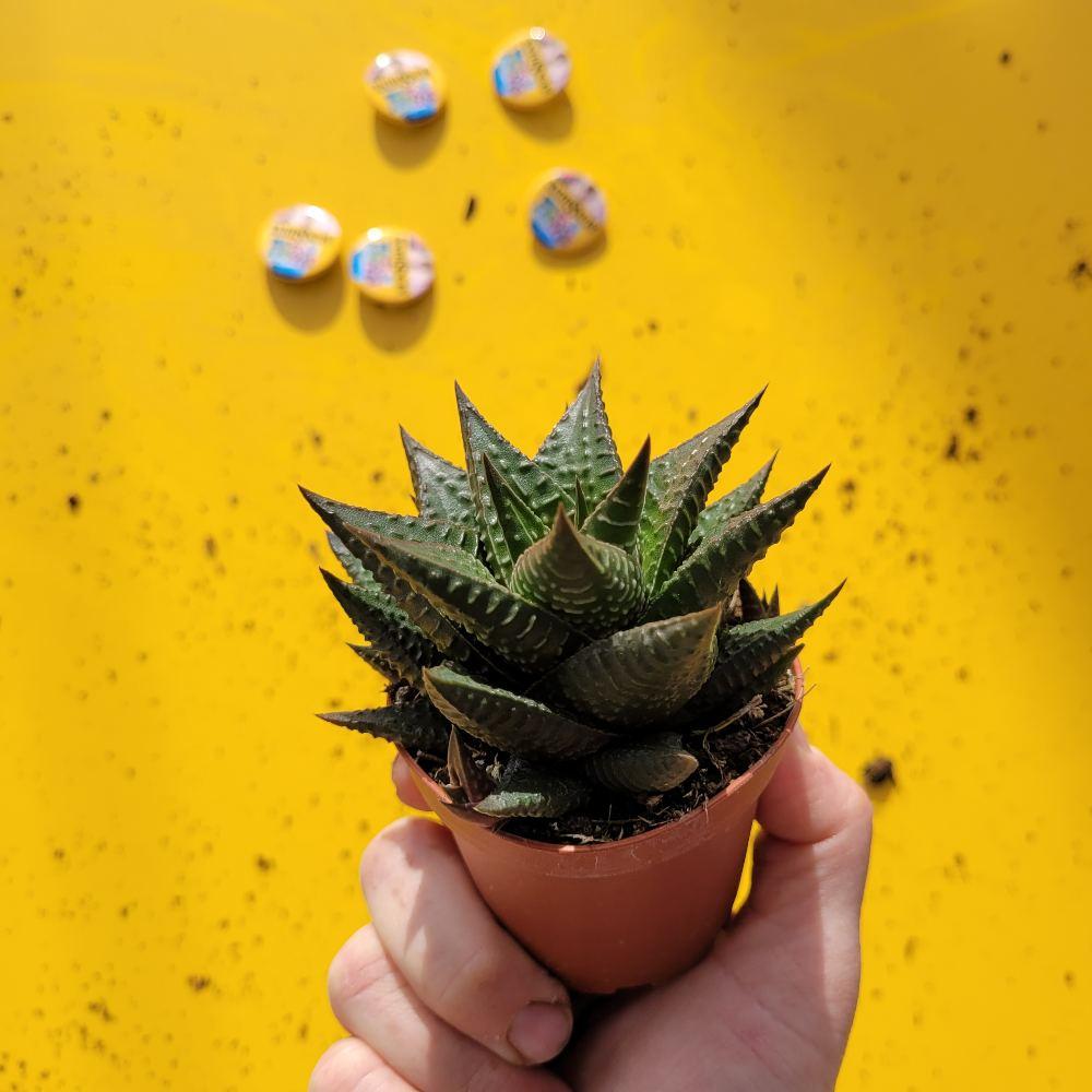Haworthia Limifolia מעט אור יספיק להם מעט אור יספיק להם 
