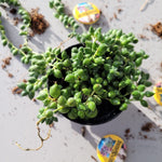 Seneciorowleyanus-StringofPearls