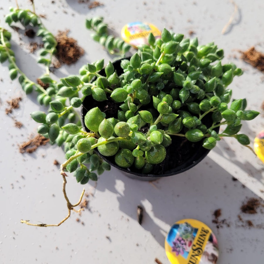 Senecio rowleyanus - String of Pearls