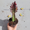 Euphorbia Trigona Rubra סוקולנטים סוקולנטים 