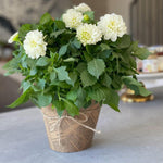 Dahlia pinnata plant- סוקו-דיל למתחתנים