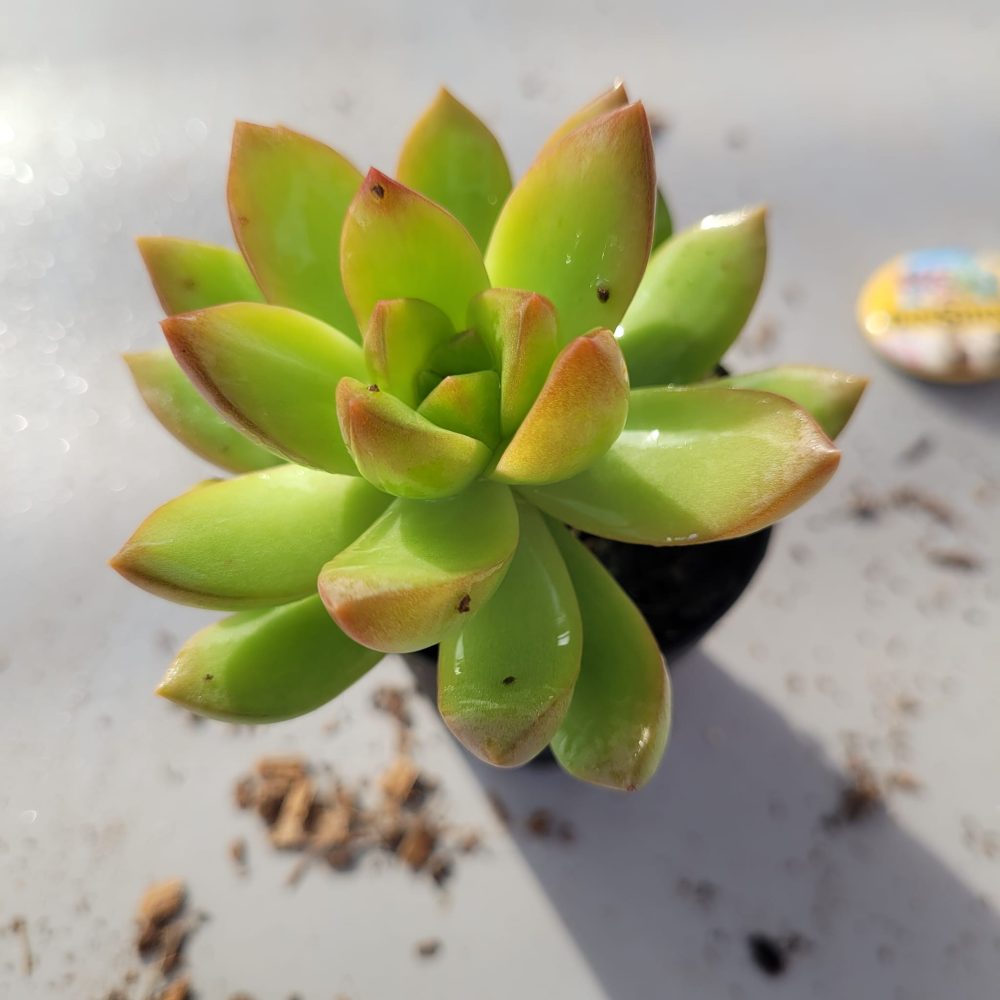 סוקולנטים ; Sedum Adolphii סוקולנטים