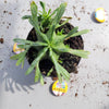 Euphorbia Japonica