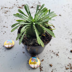 Euphorbia Japonica