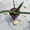Sunsevieria Bacularis Fernwood