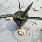Sunsevieria Bacularis Fernwood