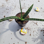 Sunsevieria Bacularis Fernwood