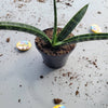 Sunsevieria Bacularis Fernwood