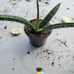 Sunsevieria Bacularis Fernwood